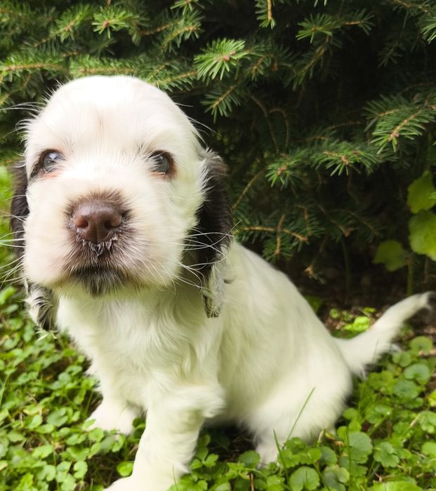 Cocker Spaniel Angielski-suczka Yoda Gdowska Wataha