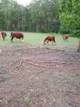 krowa hereford z cielakiem i krowy wysoko cielne