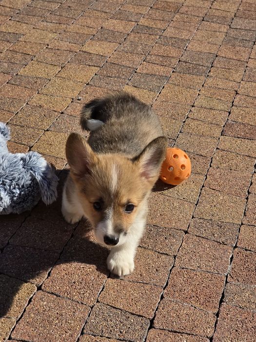 Welsh Corgi Pembroke Suczka ZKwP