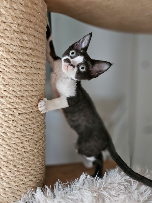 Kotka Devon Rex czarno- biała