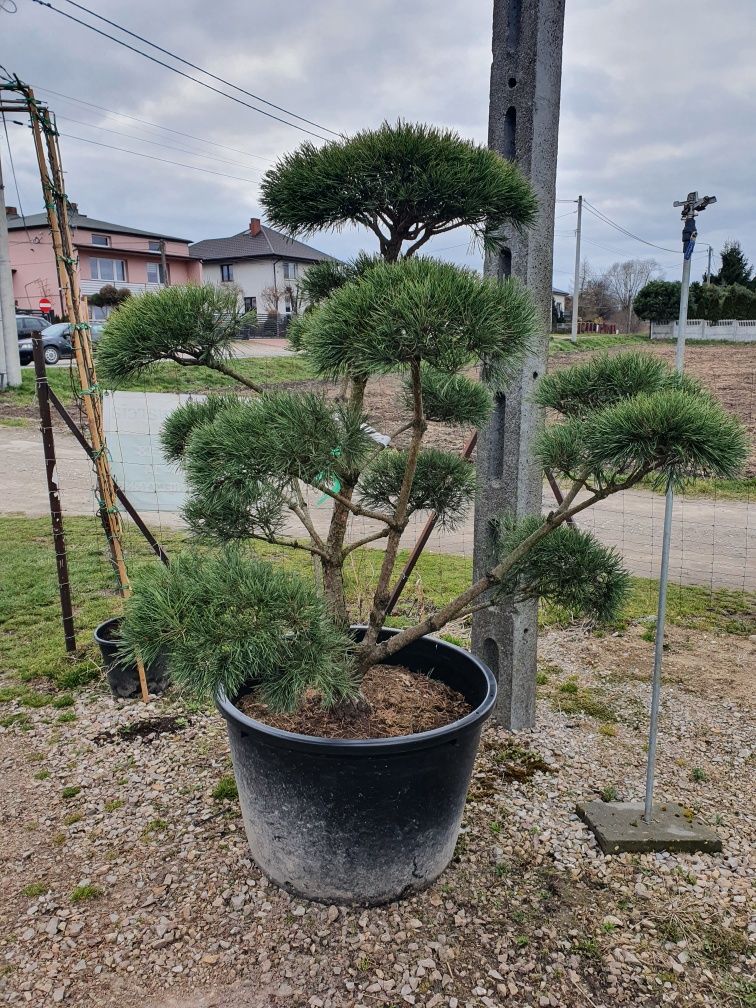 Sosna pospolita norske typ bonsai