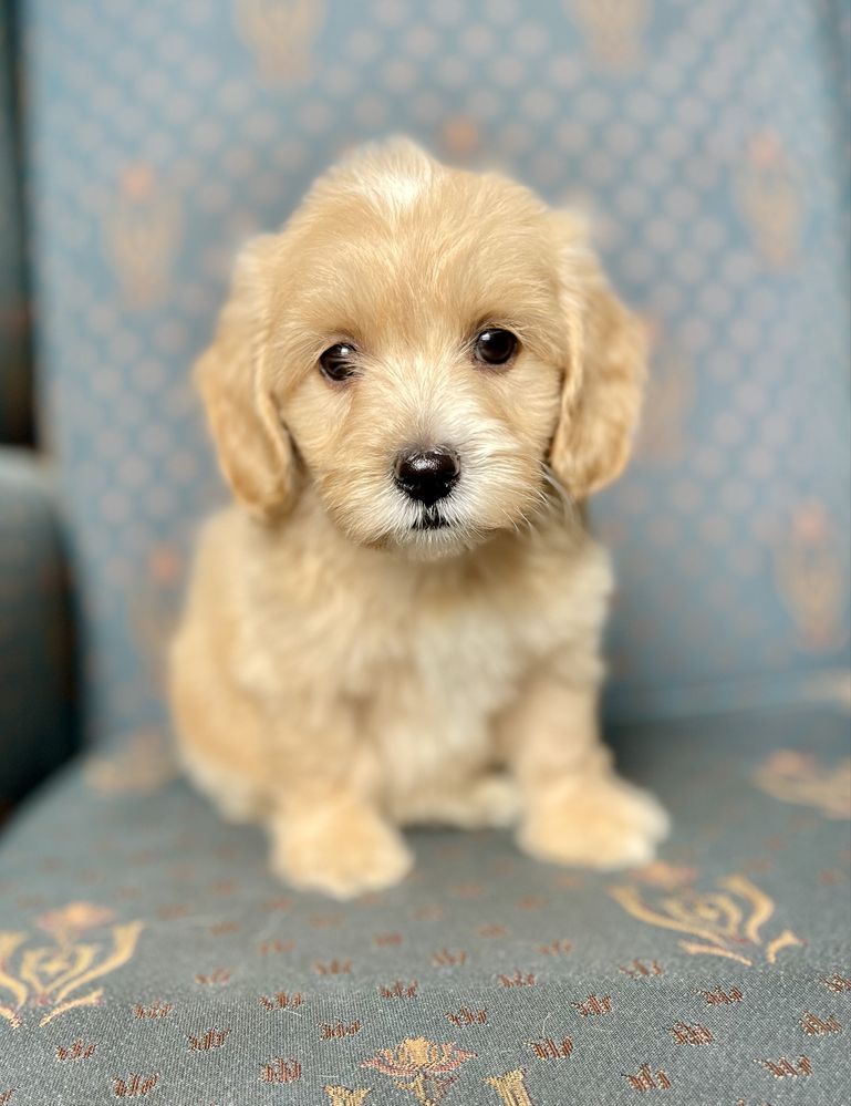 Maltipoo f1- dziewczynka
