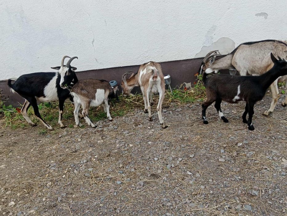 3 kozy dorosłe i 2 małe
