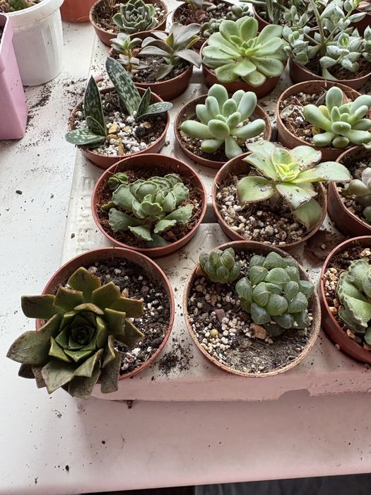 Кімнатні рослини, ехеверіі сукуленти , гастерія