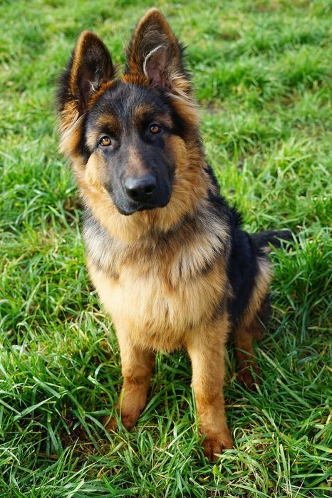 7-miesieczny Takos szuka domu