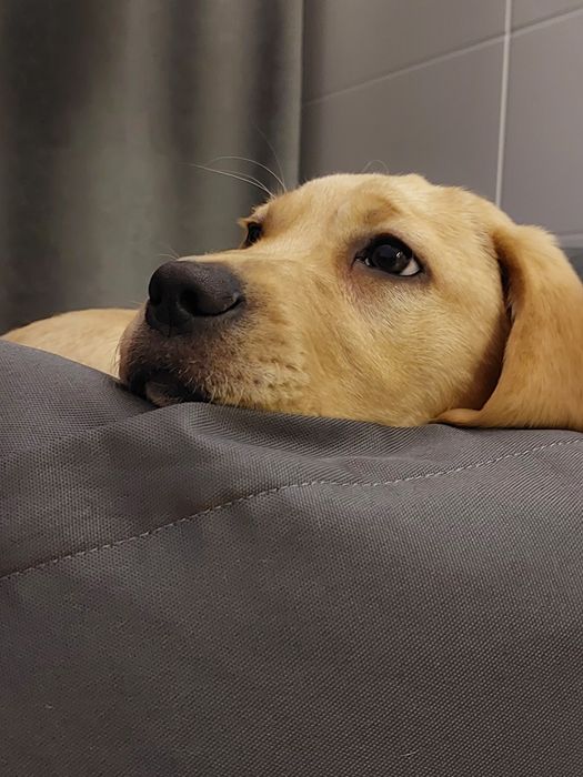 Чистокровний  лабрадор, хлопчик