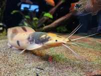 Sum Batrachus Clarias Indyjski