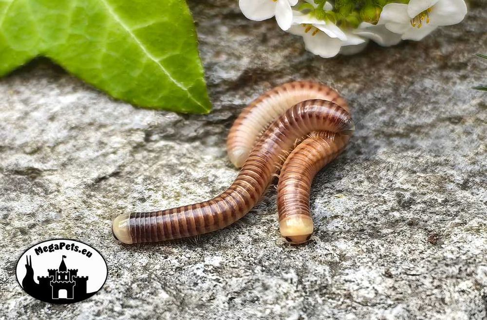 Coxobolellus albiceps Fluorescencja Krocionogi Wije Skoczogonki Ślimak