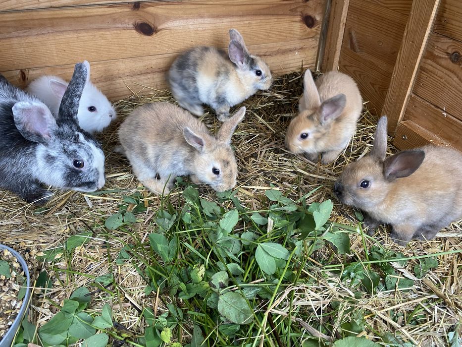 Królik króliki na sprzedaż do KOCHANIA