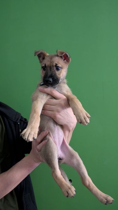 Цуценятко в добрі руки