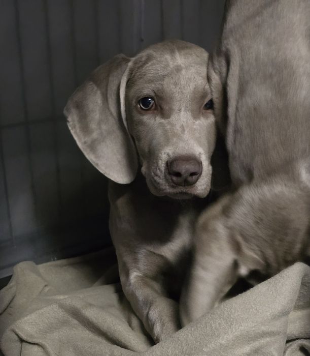 Wyżeł weimarski - suczka FCI
