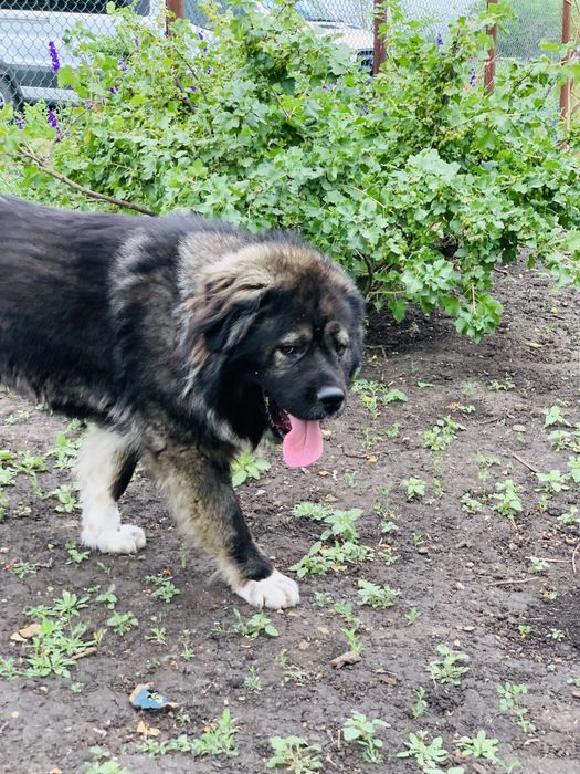 Кобель,кавказская овчарка.