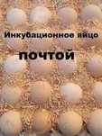 инкубационное яйцо цветного бройлера