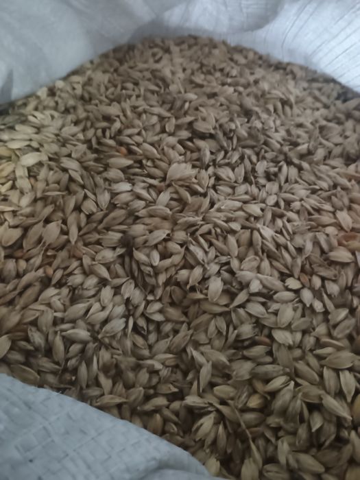 Pszenica Płaskurka w łusce na siew -jara