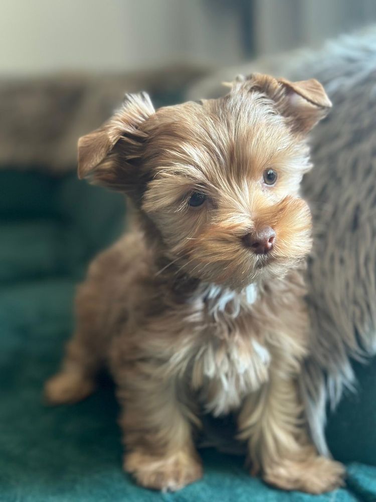 Yorkshire terrier chlopiec