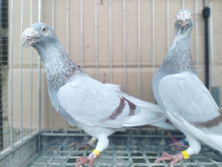 Gołębie Staropolskie