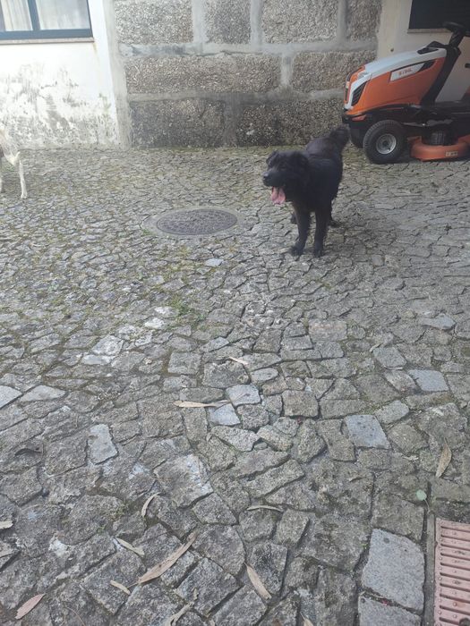Cão preto para adoção