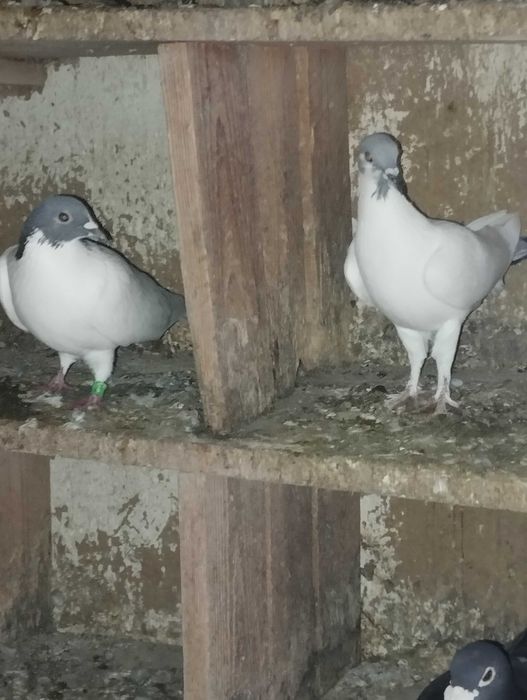 Sprzedam golebie z lotu