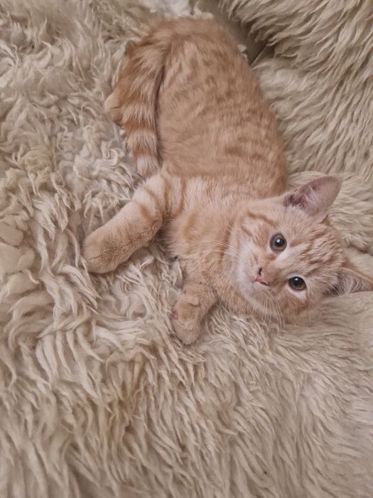 Koty samce wiek ok 3mce