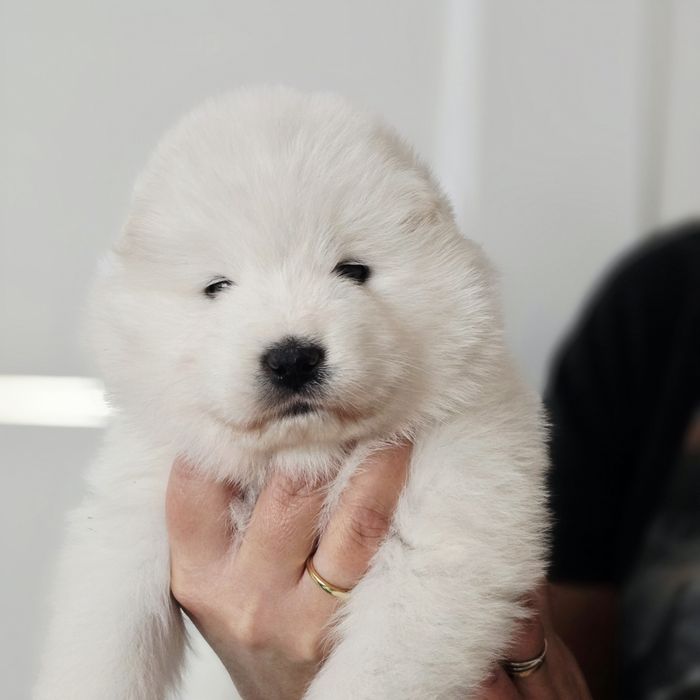 Samoyed, miot wrzesień 2025 r.