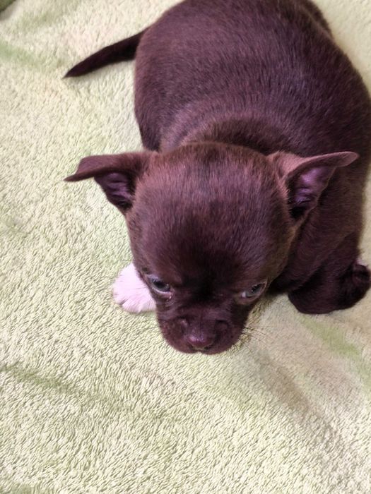 Chihuahua piesek krótkowłosy