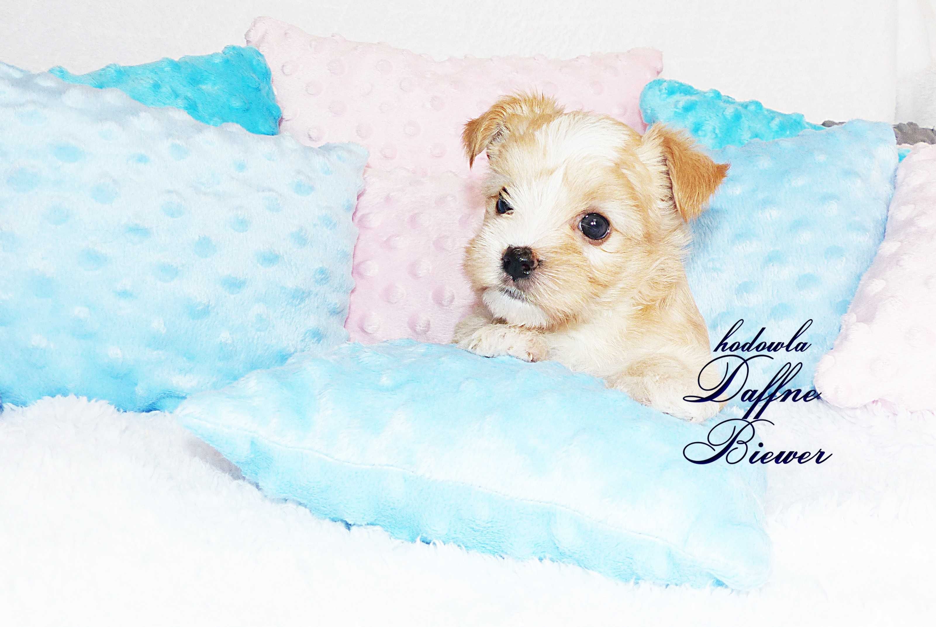 York Golddust Yorkshire Terrier