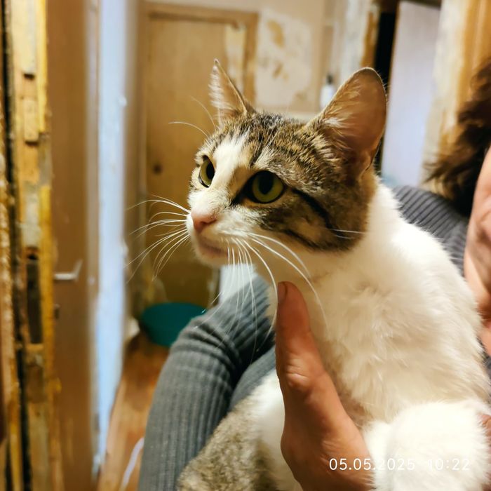 Отдам полосатую кошку,  8 месяцев,, стерилизована, привита