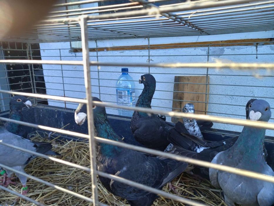 Gołębie niemieckie / niemiecki wystawowe