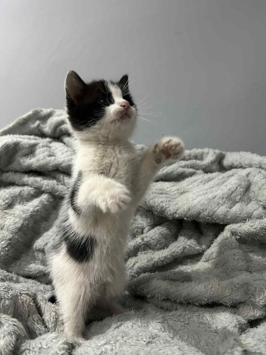 Oddam kotki w dobre rece