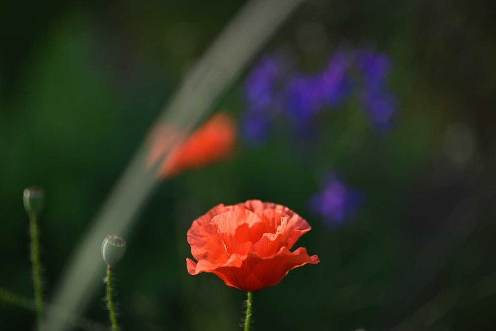 Vivitar series1 90/2.5 VMC macro легендарна Бокіна для бездзеркалок FD