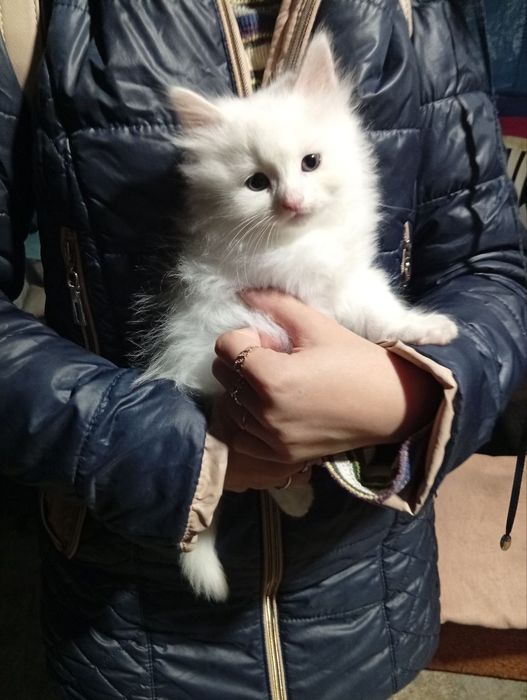 Кошенята Британські