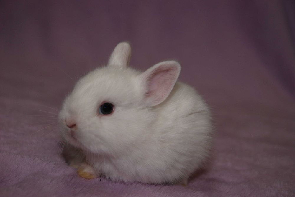 минилоп - мини кролик - крошки крольчата малыши