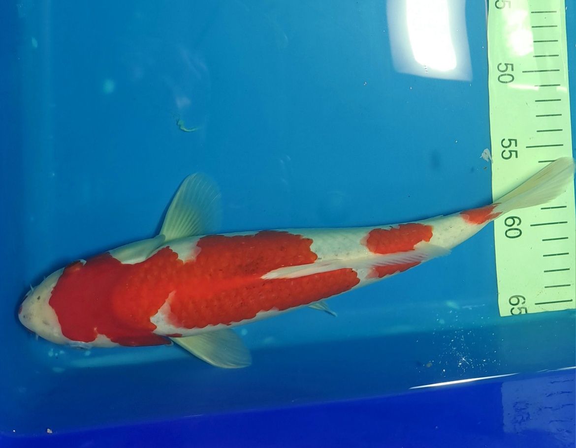 Karp koi import japonia