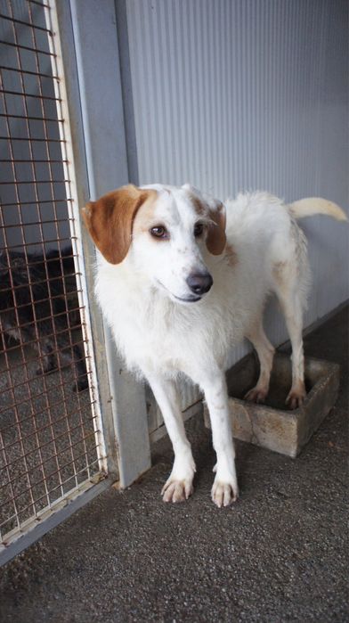 Ani cadela porte medio grande um docinho