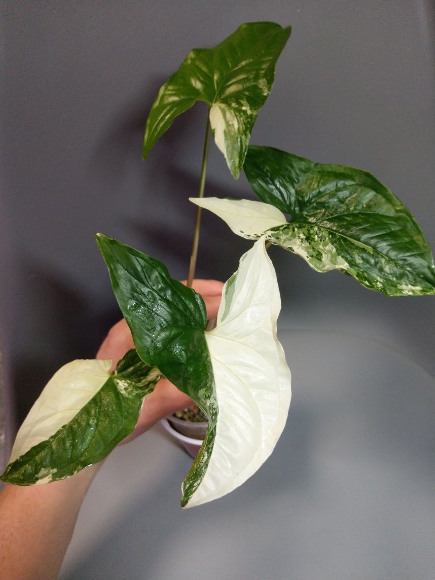 Syngonium Emerald Gem