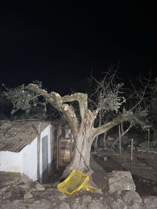 Limpeza de oliveiras