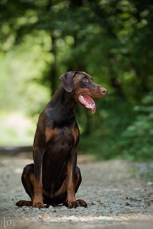 Doberman szczeniak FCI suczka brązowa