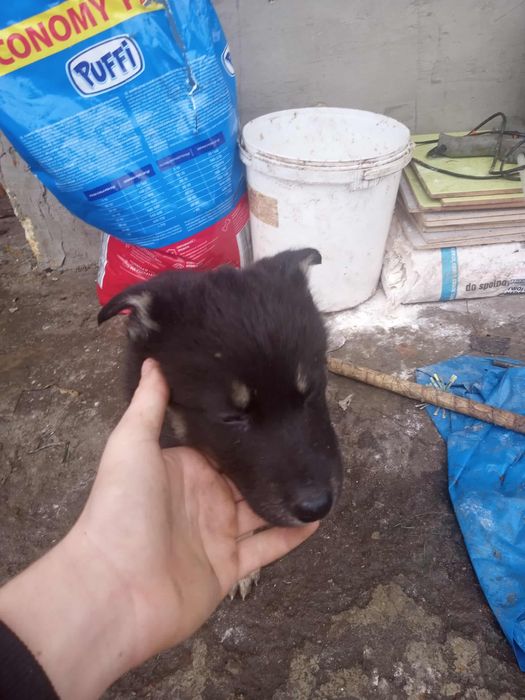 Szczeniaki szukają domu