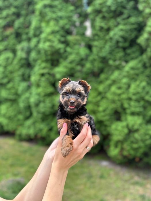 Цуценя йорка, хлопчик