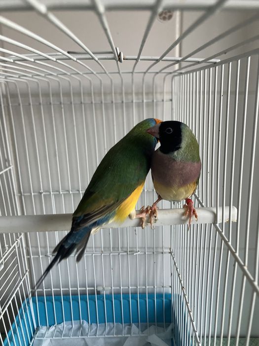 Diamantes gould 2025 portadores de azul