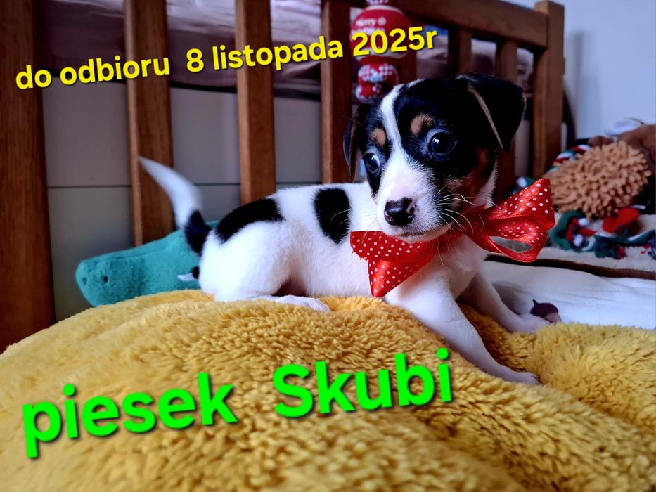 Śliczny piesek !!!  Jack Russell Terrier do odbioru RODZICE W HODOWLI