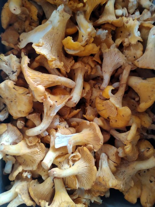 Лисички гриби, свіжі та по замовленню