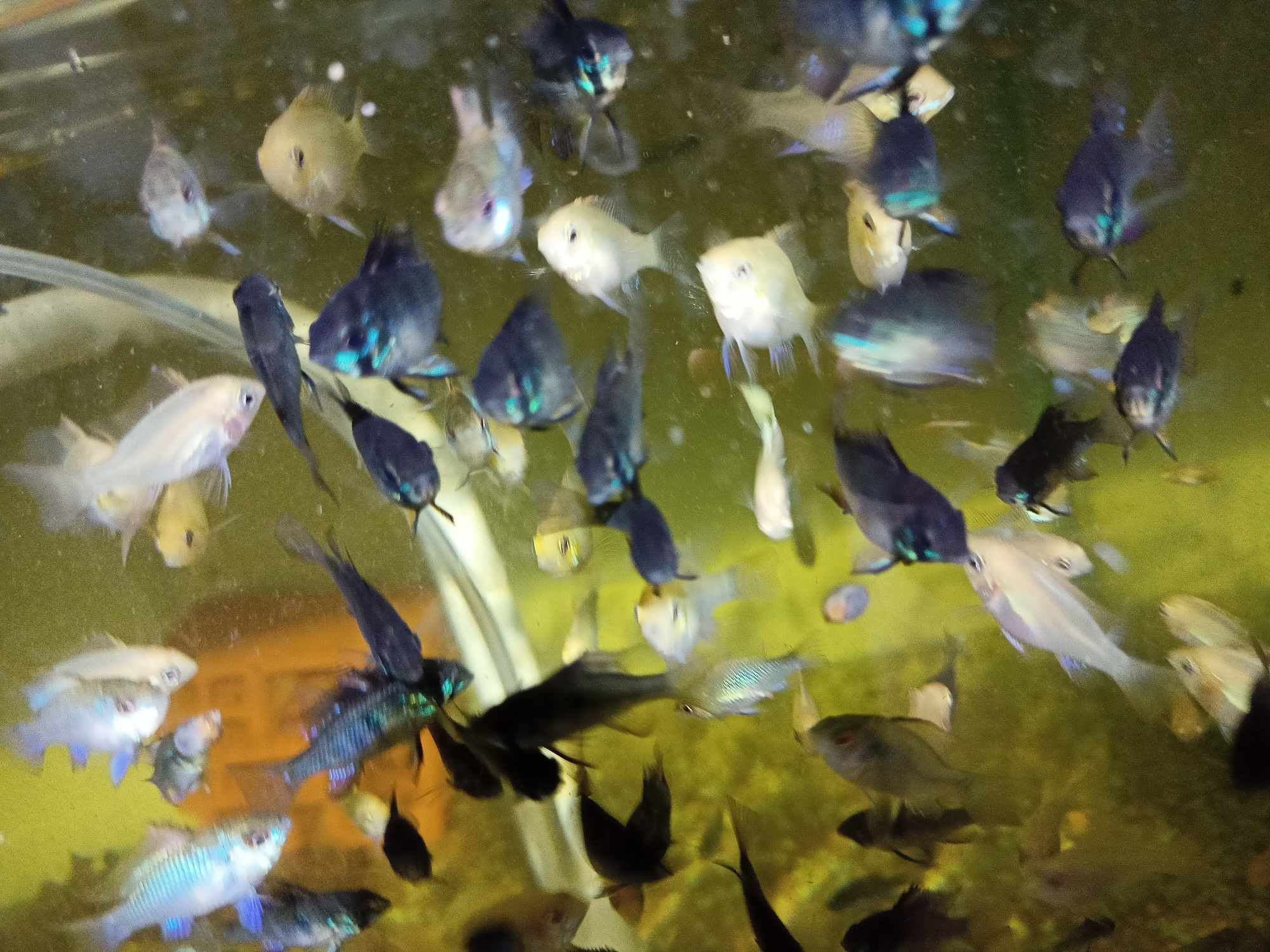 Super cena Pielęgniczka Ramireza Czarna – Apistogramma ramirezi black