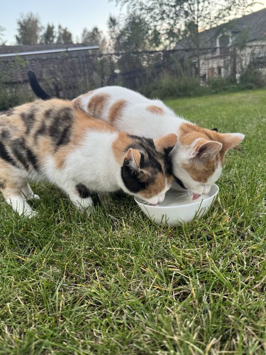 Kotka rudo-czarno-biała