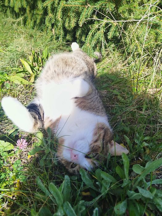 znaleziono kota miejscowość Bednary gmina Pobiedziska