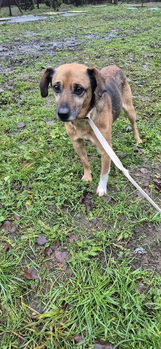 Cudowny pies szuka cudownego domu