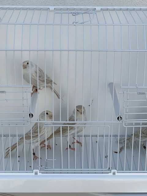 canários - varias raças de canários