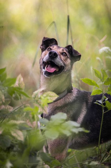 Miszel - piękny, sympatyczny psiak ADOPCJA