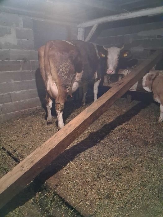 Продам 2 корови отклену та тільну