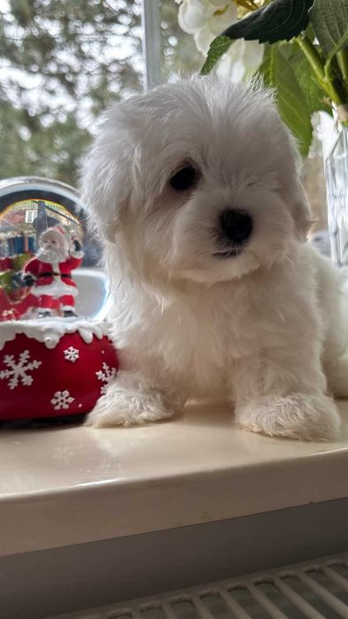 Maltańczyk Piesek z Rodowodem. Chip, Umowa.